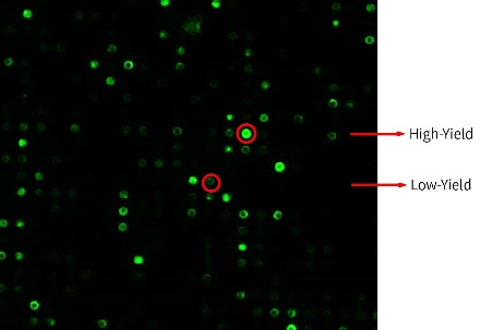 DeepLight® Visualized Screening Results