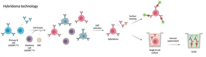 Process of hybridoma technology