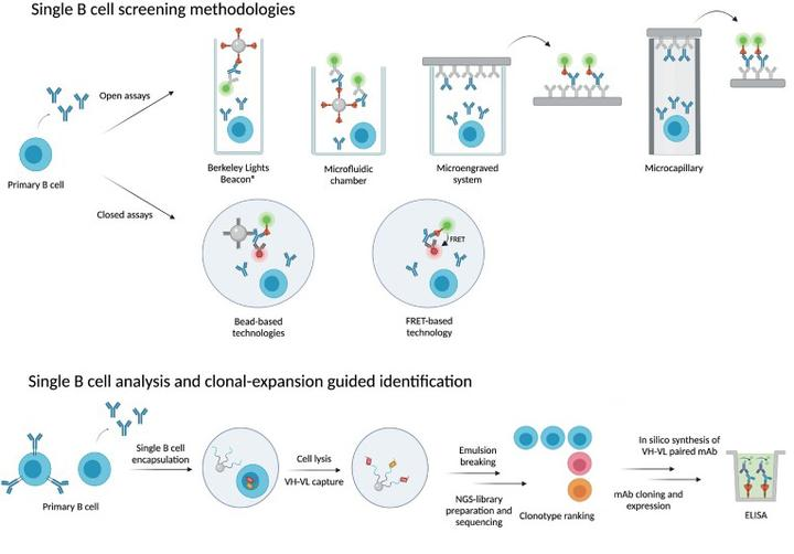 Process of single B-cell antibody technology