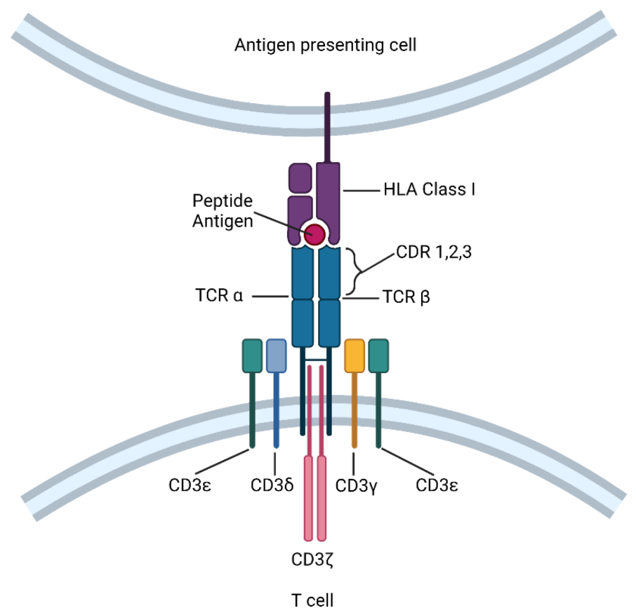 Antigen-presenting-cell