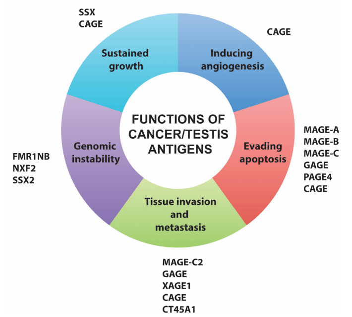 antigen