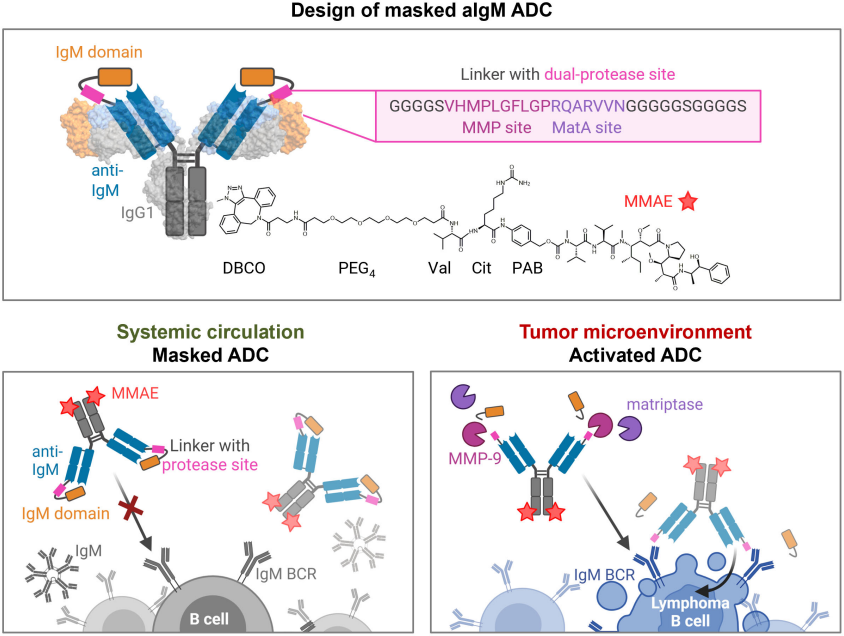 Design and mode of action of masked aIgM ADC