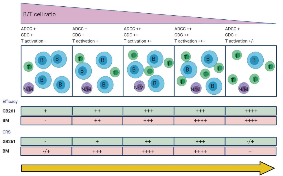 Efficacy of GB261 on CD20+, CD3+ lymphocytes in Cynomolgus monkeys