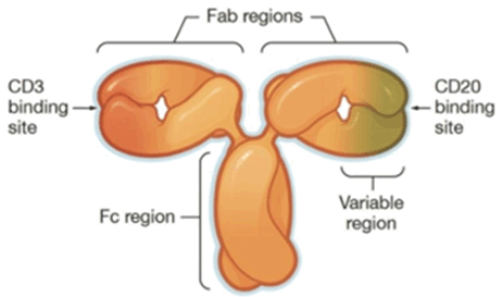 Structure of Odronextamab