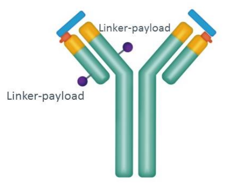 Structure of CX-2029 drug conjugates