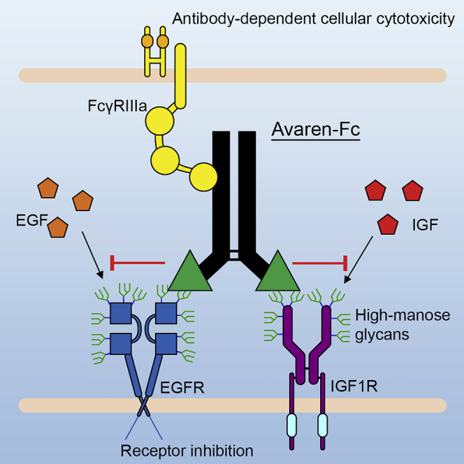 AvFc, a lectibody that targets mannose for pan-tumor treatment