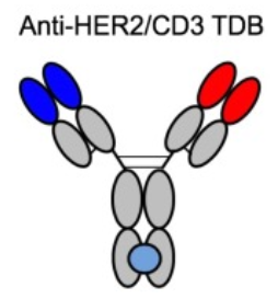 Structure of HER2 TDB 1