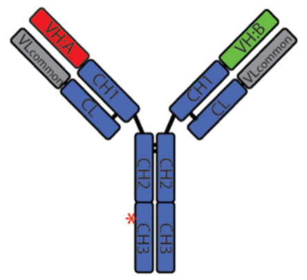 Structure of REGN4018