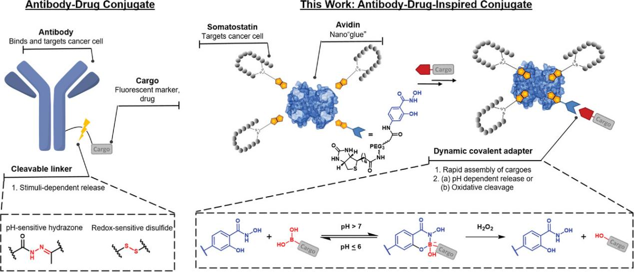 designs-for-antibody-drug